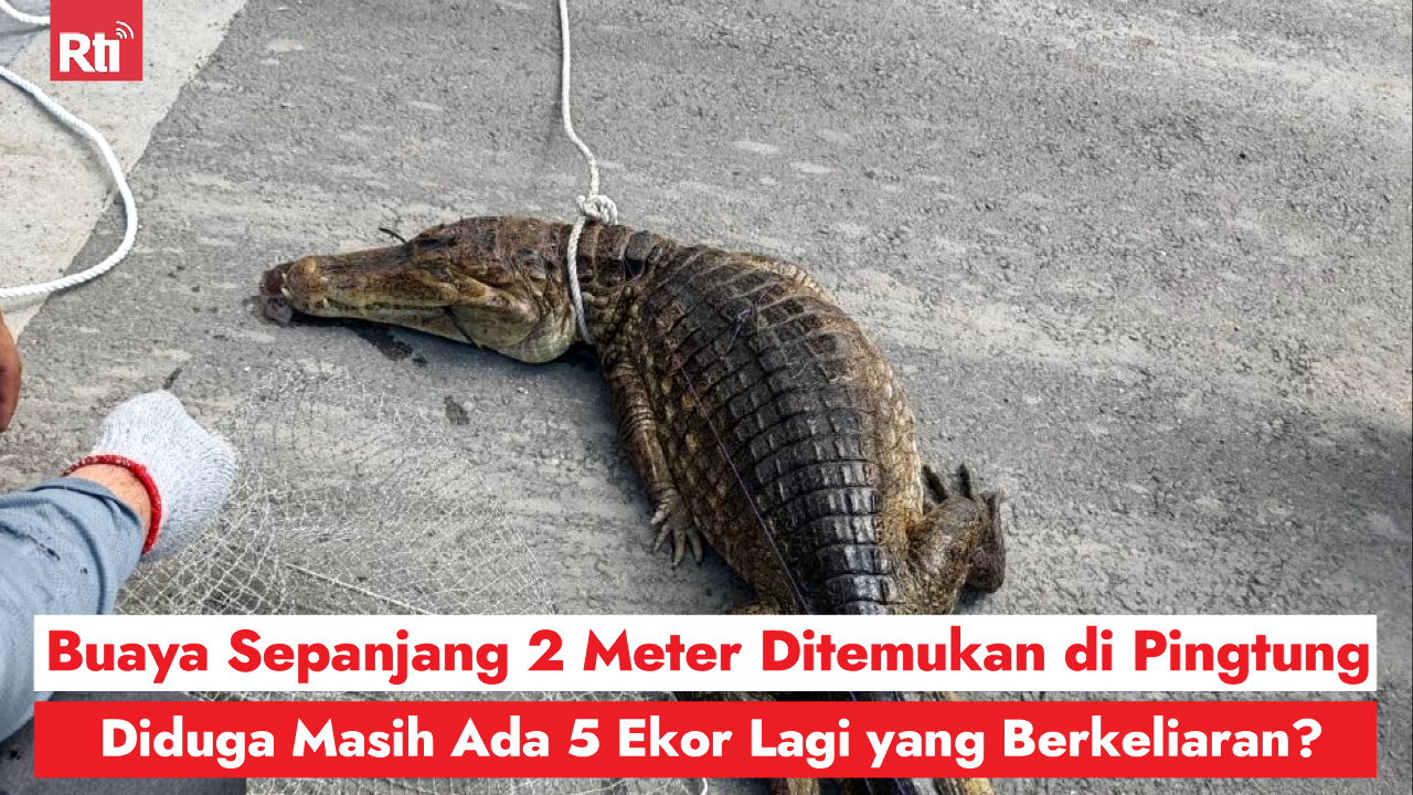 Buaya Sepanjang 2 Meter Ditemukan di Pingtung, Berhasil Ditangkap Setelah 3 Jam! Diduga Masih Ada 5 Ekor Lagi yang Berkeliaran?