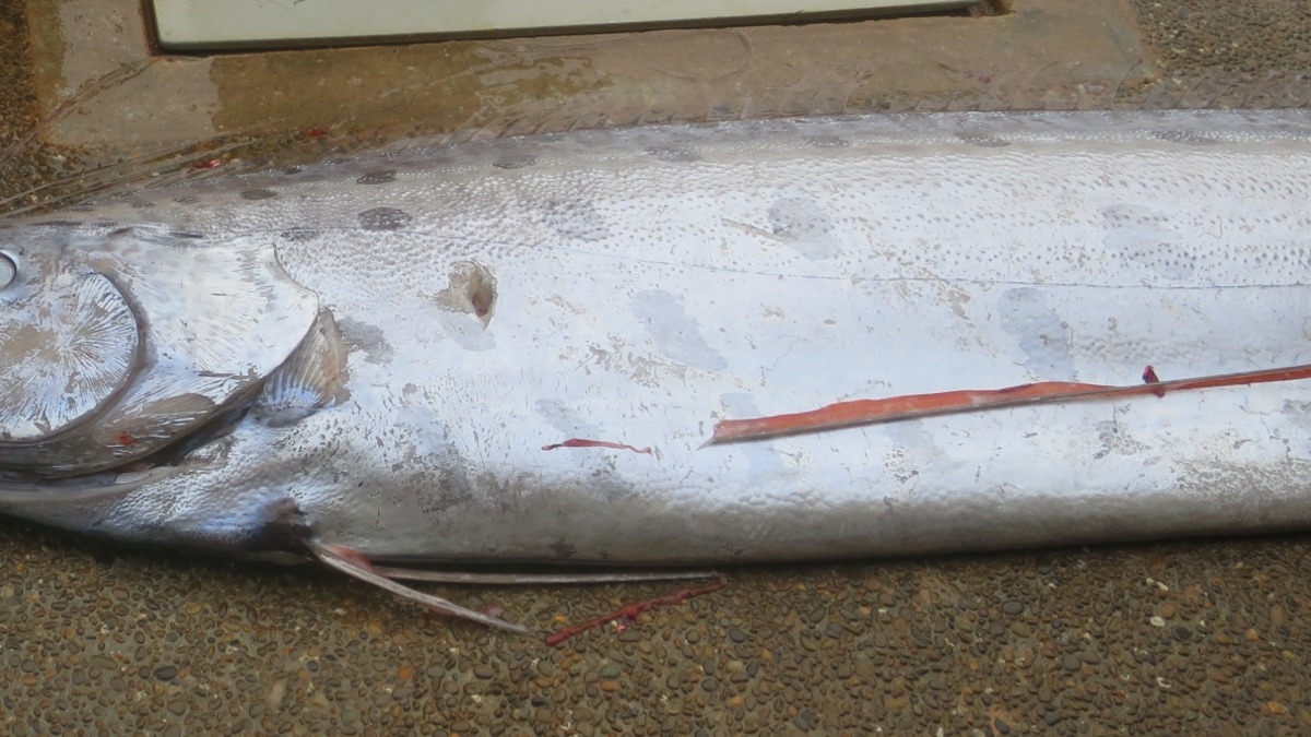 Langka! Pemancing Berhasil Menangkap “Ikan Gempa”, Ahli Terkejut: Belum Pernah Melihat yang Hidup Tertangkap