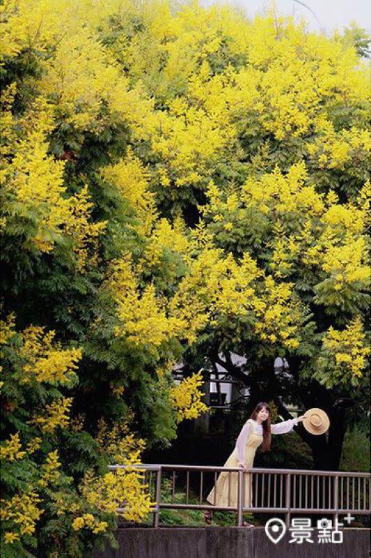 Jalur Pejalan Kaki Sepanjang 2 KM Dipenuhi Hamparan Bunga Taiwan Golden-rain Tree yang Memukau! Pemandangan Musim Gugur yang Wajib Dikunjungi