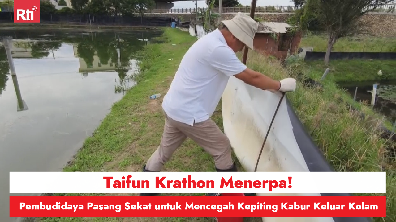 Taifun Krathon Menerpa! Pembudidaya Pasang Sekat untuk Mencegah Kepiting Kabur Keluar Kolam