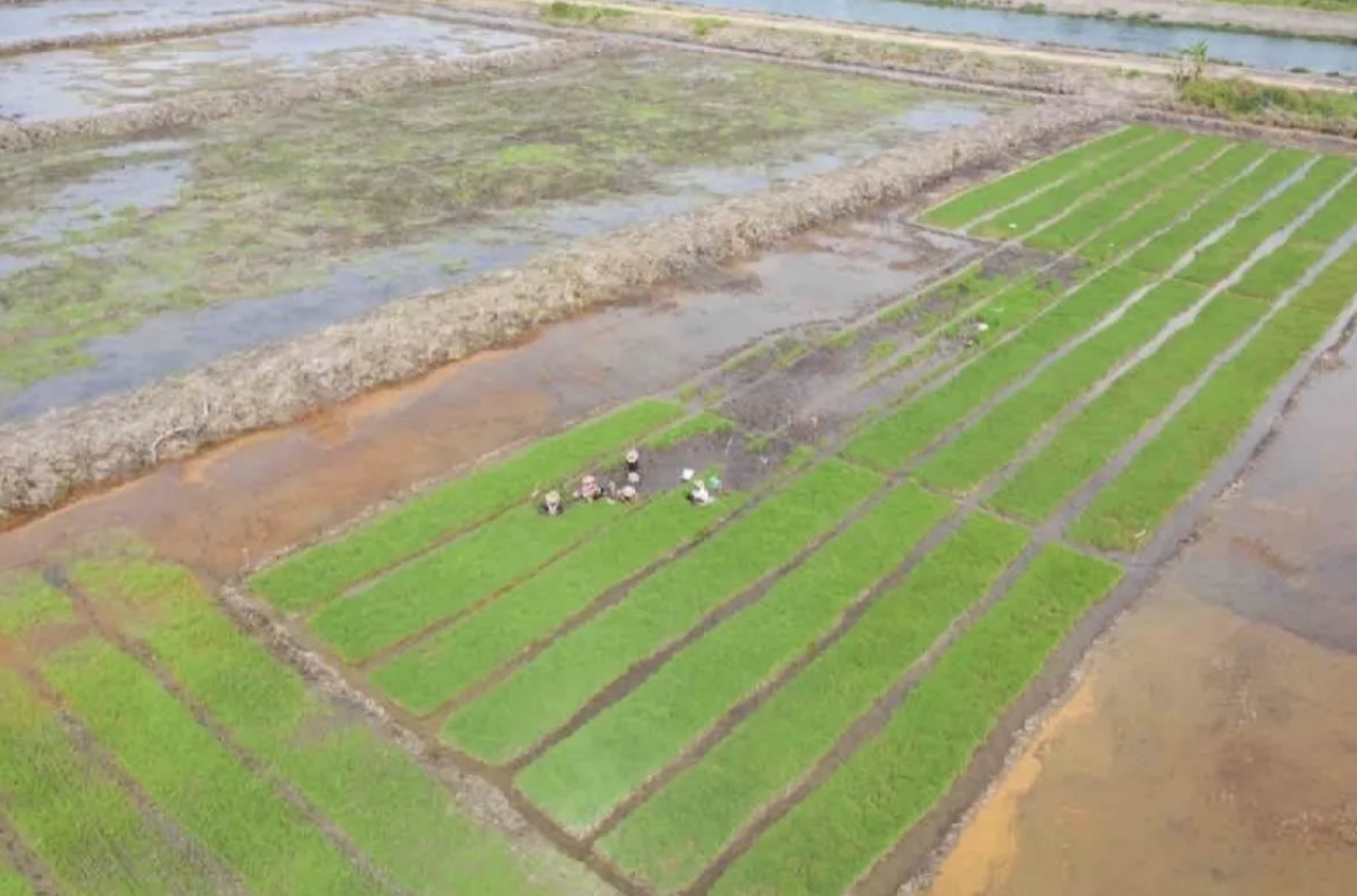 KTNA: Cetak Sawah Baru Bisa Wujudkan Swasembada Pangan