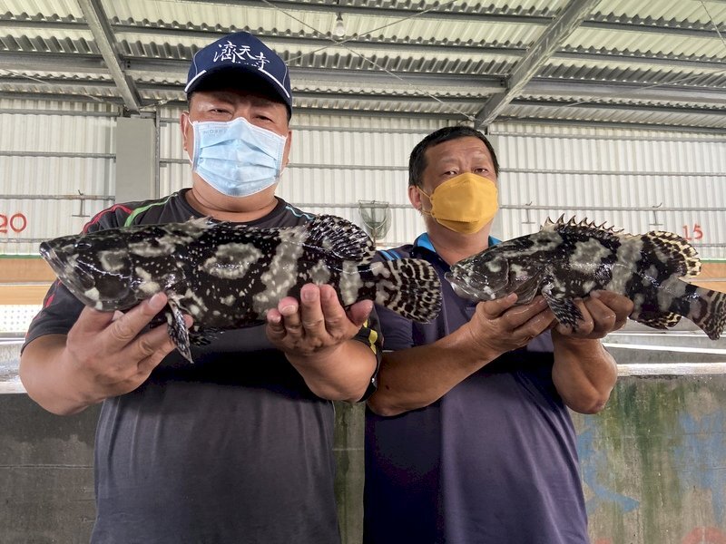 Negosiasi Selama 8 Tahun, Ikan Kerapu Macan Taiwan Diloloskan Ekspor ke Jepang