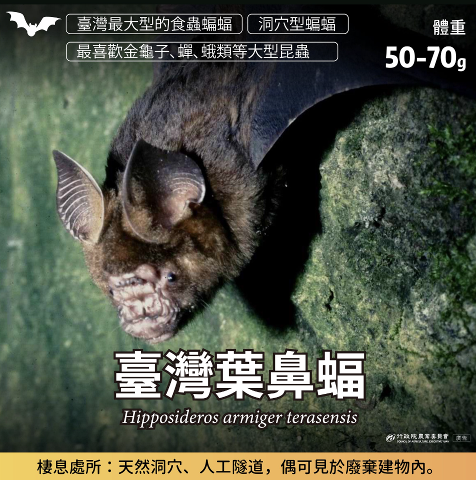 Misteri Kelelawar spesies great Himalayan leaf-nosed bat, Jangan Sembarang Mengganggu Hewan Liar di Taiwan