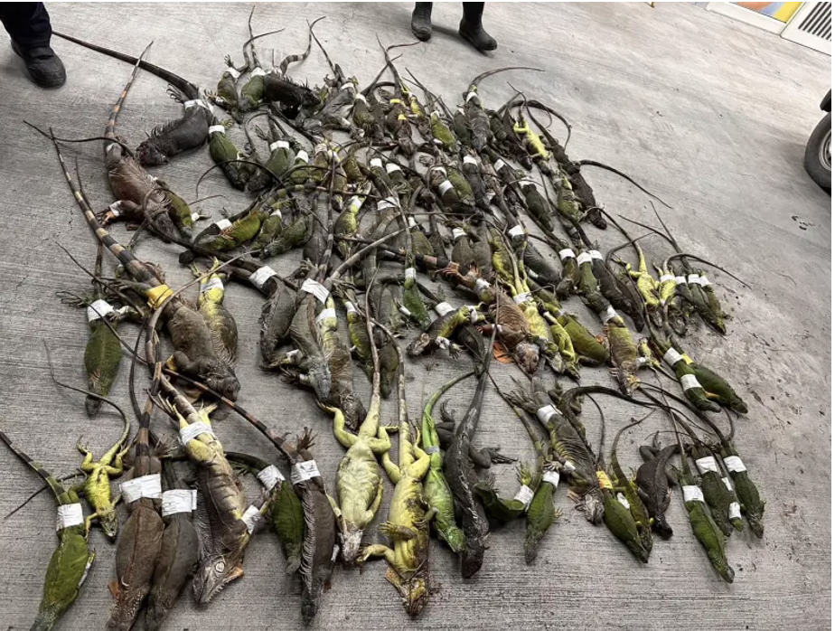 PMA Bentuk Tim Berburu Iguana Hijau, Hasil Tangkapan Diperdagangkan Akan Didenda Maksimal NT$ 50K