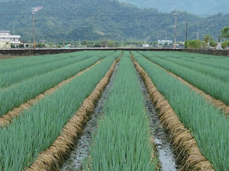 Harga Produk Sayur Ini Meroket Pasca Taifun, Harga Per Kilo Bahkan Tembus NT$900! Polisi Siapkan Operasi Patroli di Lahan Milik Petani