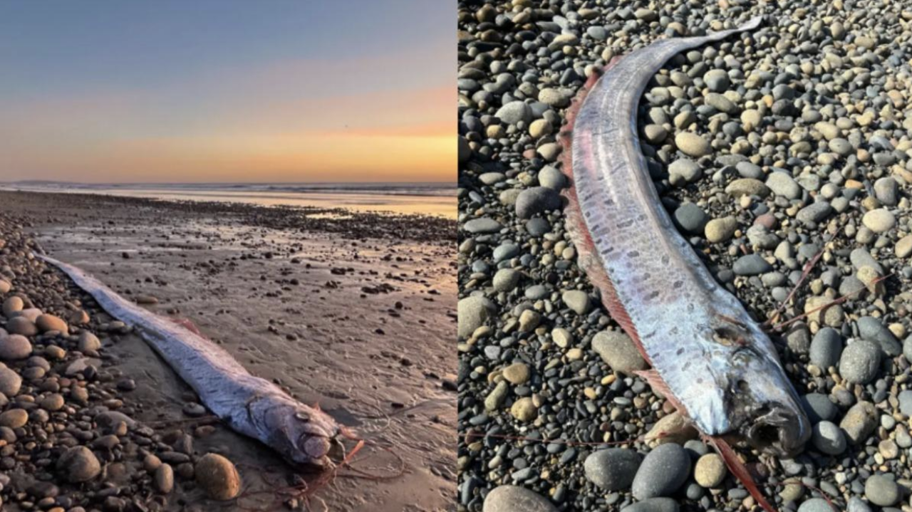 Ditemukan Ikan Sabuk 3 Meter Terdampar di Pantai California, Warga Setempat: Tanda-tanda Malapetaka