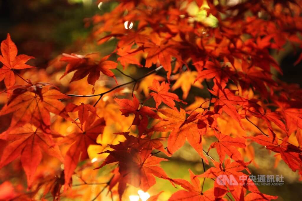 Badan Meteorologi Jepang : Musim Gugur Terhangat Sepanjang Sejarah, Panorama Daun Maple Tertunda Hingga Desember
