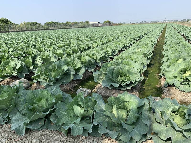 Harga Sayur Melambung Tinggi! Otoritas Pertanian Taiwan Gelar Promosi Kubis Murah di Supermarket Taiwan