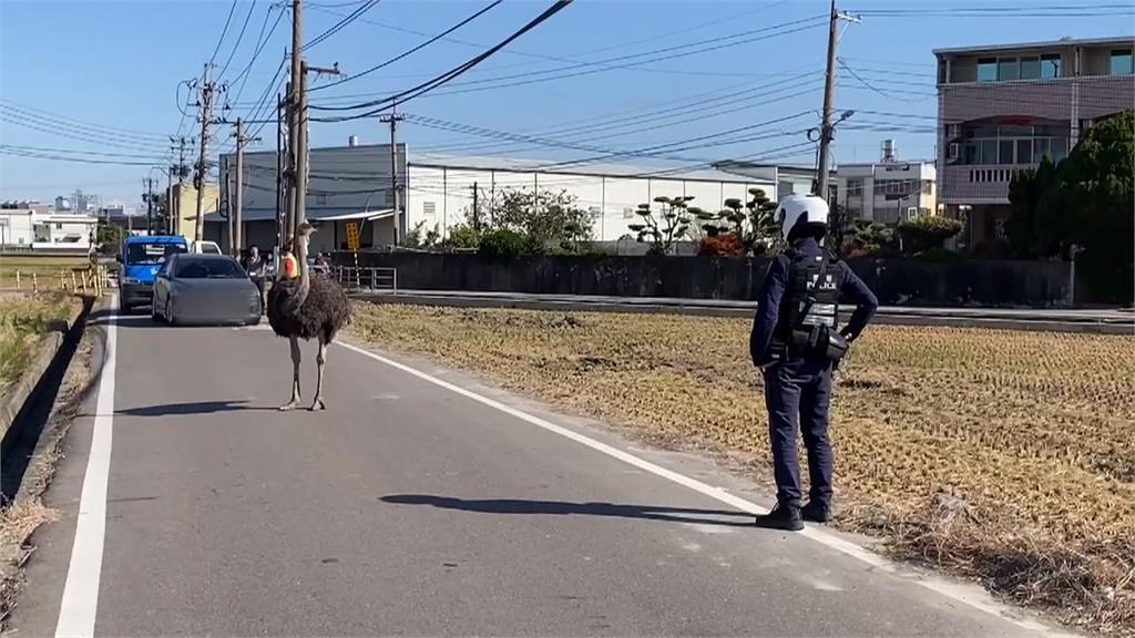 Kerepotan Karena Burung Unta Berkeliaran di Changhua, Ganggu Lalin, Pemilik Buka Harga Jual