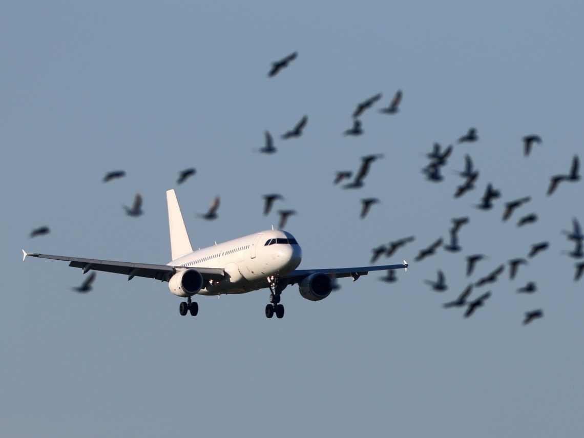 Insiden Pesawat Nahas Jeju Air Disebabkan Serangan Burung, Kantor Berita Korsel: Dalam 5 Tahun Ada 623 Kali Serangan Burung di Dekat Bandara Korsel