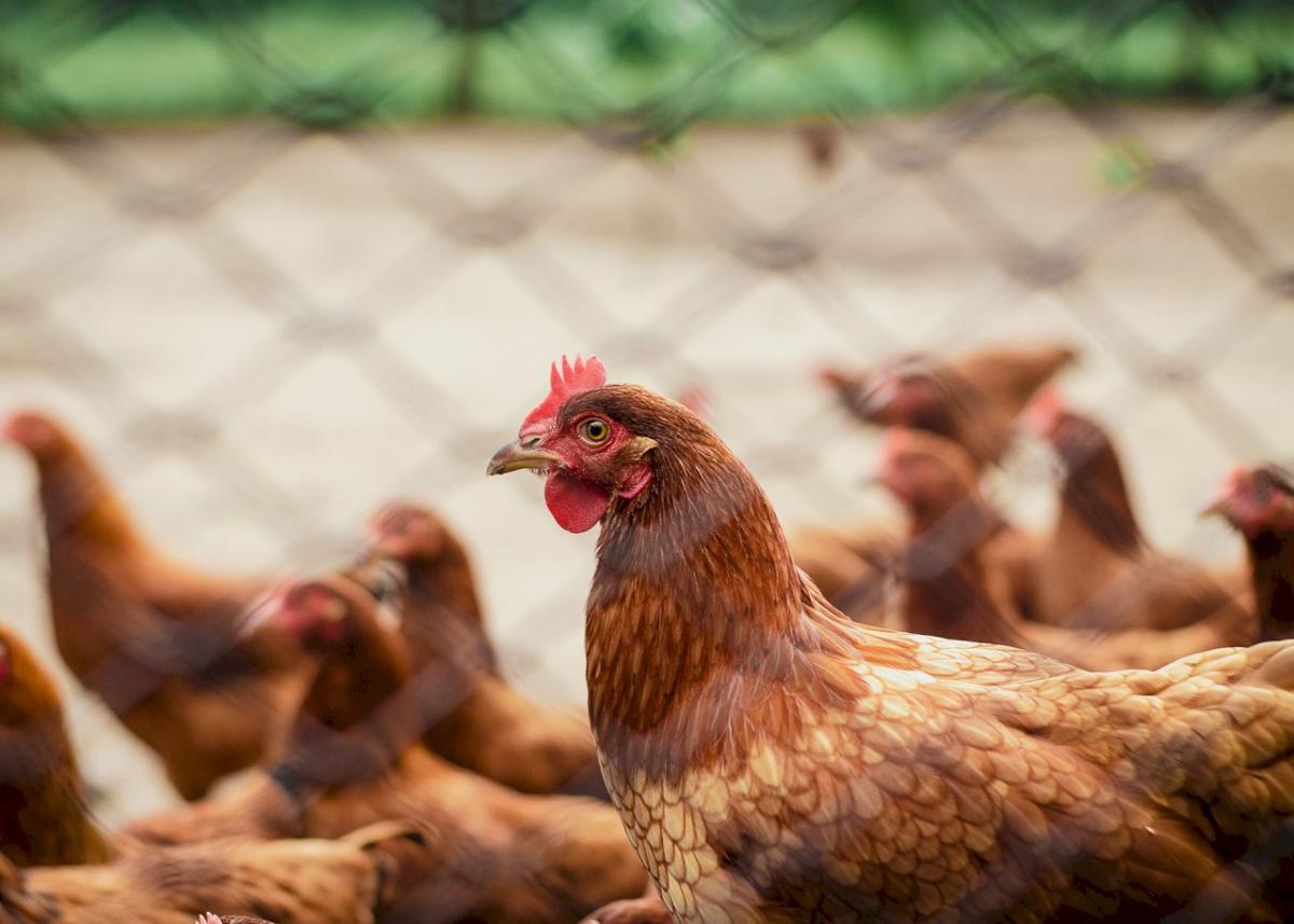 Kasus Kematian Pertama Akibat Flu Burung pada Manusia di AS, Ahli: Mutasi Gen Virus Berpotensi Memicu Pandemi