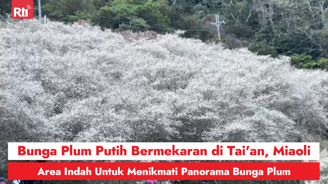 Bunga Plum Putih Bermekaran di Tai'an, Miaoli, Area Indah Untuk Menikmati Panorama Bunga Plum