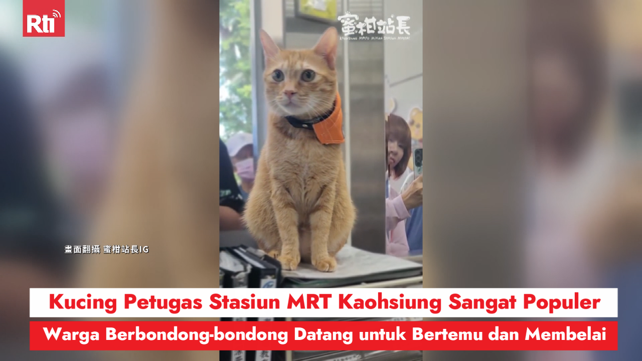 Kucing Petugas Stasiun MRT Kaohsiung Sangat Populer, Warga Berbondong-bondong Datang untuk Bertemu dan Membelai