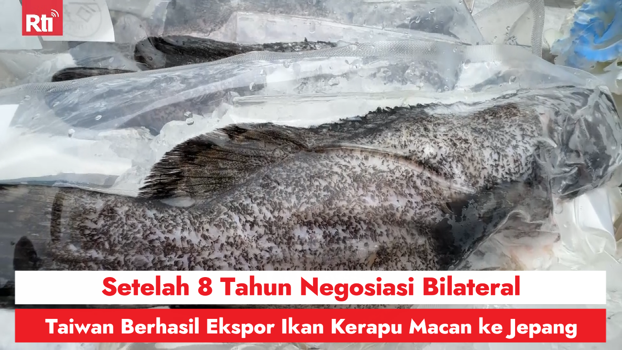 Setelah 8 Tahun Negosiasi Bilateral, Taiwan Berhasil Ekspor Ikan Kerapu Macan ke Jepang 圖/Rti