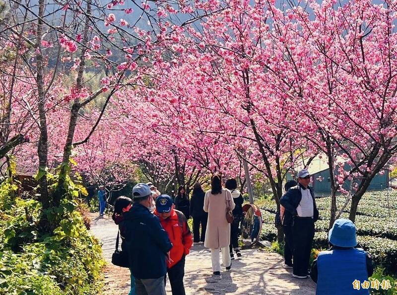 Lautan Sakura Showa Cherry Blossom Bermekaran! Keindahan Merah Muda Menyelimuti Gunung Alishan