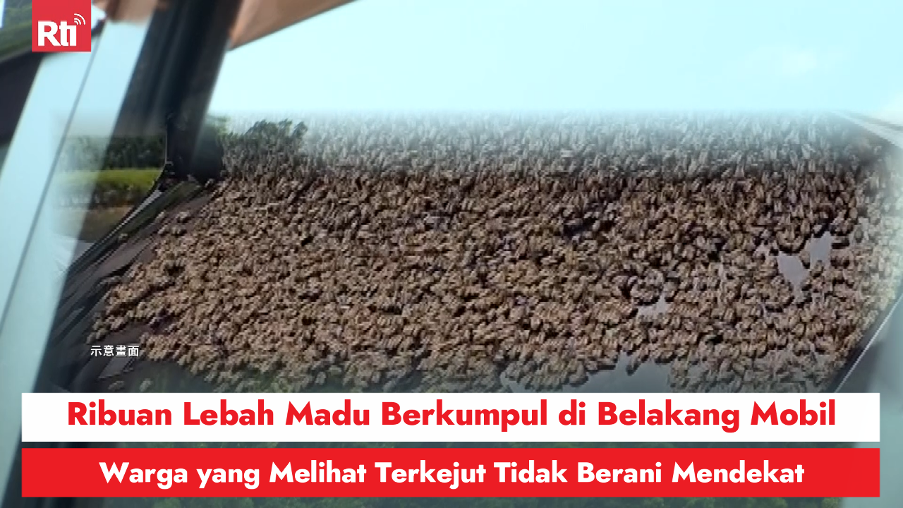 Ribuan Lebah Madu Berkumpul di Belakang Mobil, Warga yang Melihat Terkejut Tidak Berani Mendekat