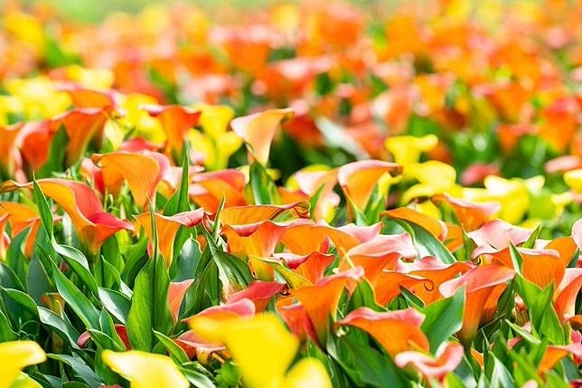 Calla lily di Taoyuan (foto: Line Today)