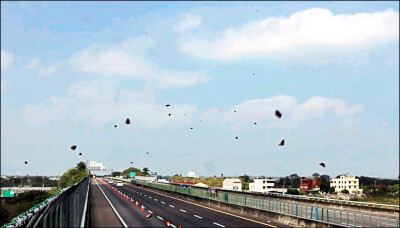 Panorama yang Hanya Ada di Taiwan: Melindungi Kupu-kupu Euploea Tulliolus, Penutupan dan Pengaturan Jalan di Tol Nasional 3