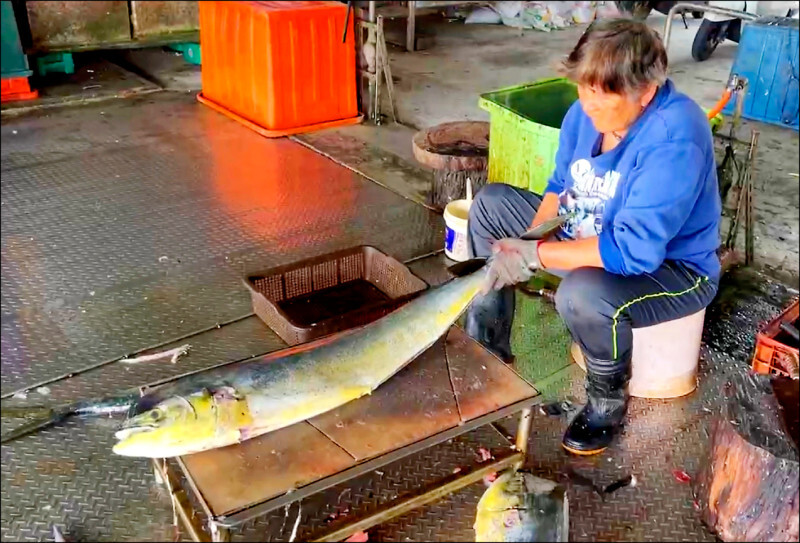 Hasil Tangkapan Ikan Lemadang Taitung Diekspor ke AS, Ditjen Perikanan Pelajari Upaya Tindak Lanjut