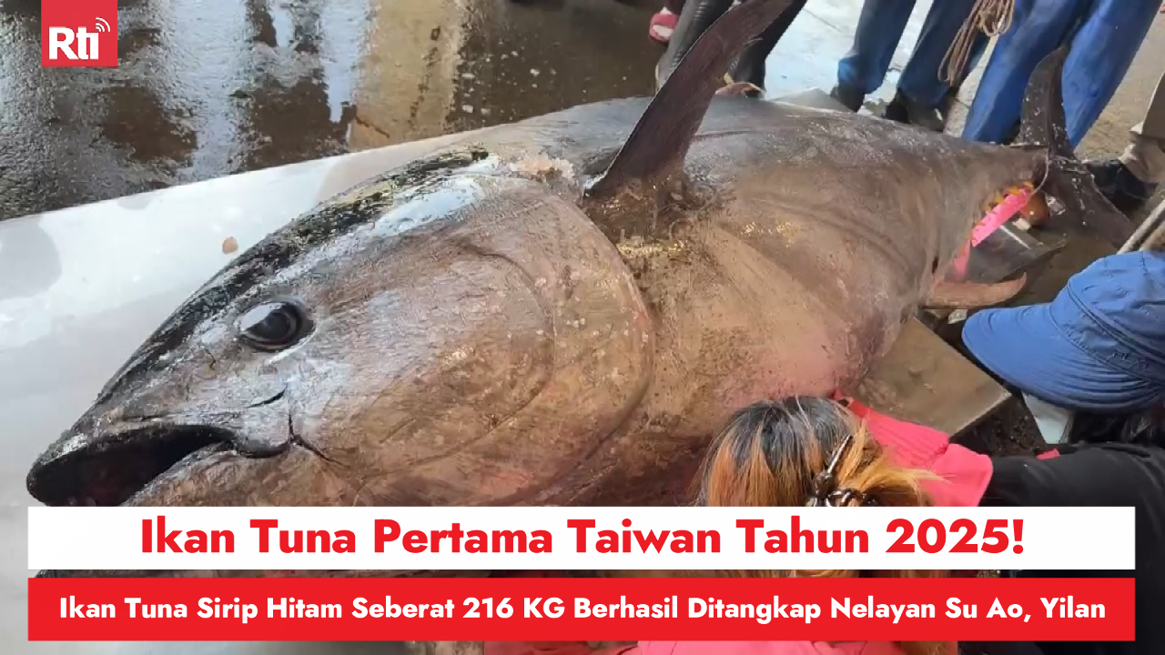 Ikan Tuna Pertama Taiwan Tahun 2025! Ikan Tuna Sirip Hitam Seberat 216 KG Berhasil Ditangkap Nelayan Su Ao, Yilan 圖/Rti