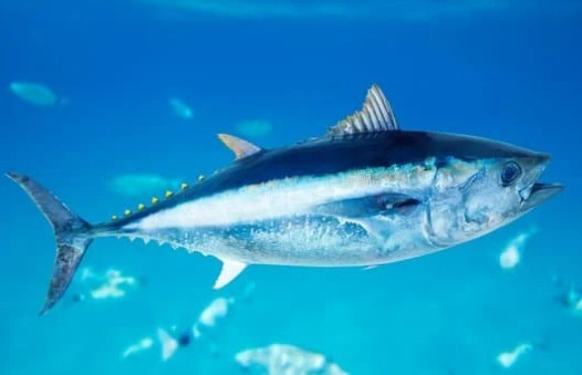 Di Negeri Rantau 090425: ABK Indonesia dan Kapten Kapal Bekerja Sama Tangkap Ikan Tuna Hitam Seberat 216 Kg