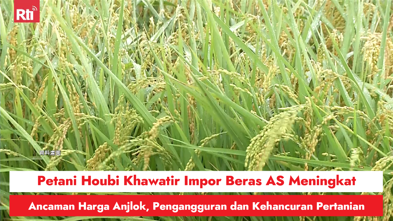 Harga Lebih Murah 30-40%! Petani Houbi Khawatir Impor Beras AS Meningkat, Ancaman Harga Anjlok, Pengangguran dan Kehancuran Pertanian 圖/Rti