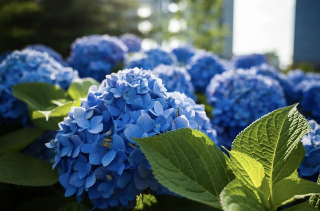 Wisata Bunga Hortensia