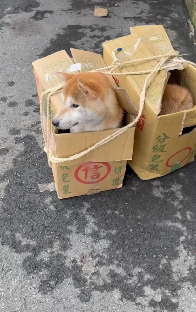 Keterlaluan! Wanita Hsinchu Buang 16 Anjing Shiba Inu, Masuk Daftar Hitam dan Didenda dengan Nilai yang Fantastis!