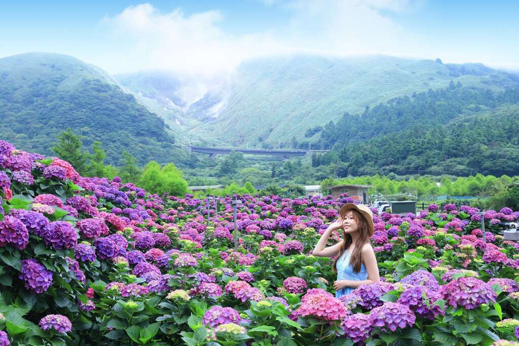 Jalan-jalan 20052025 - Bunga Hydrangea dan Toko Antik Murah di Taipei