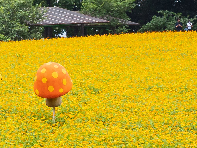樟樹步道花海 波斯菊