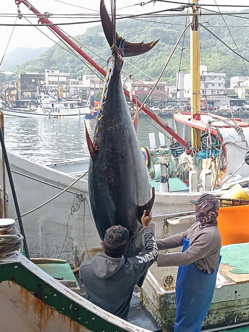 「全國第一鮪」由宜蘭奪下！蘇澳籍漁船捕獲216公斤的母黑鮪魚，今天凌晨1時28分抵達南方澳漁港，上午鑑定符合第一鮪資格。記者戴永華／攝影