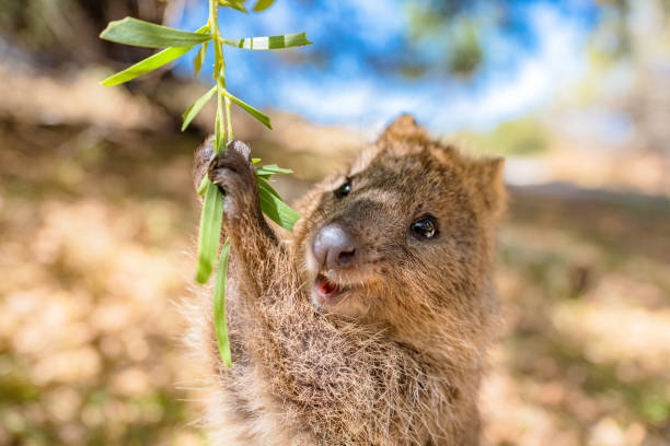680+ Rottnest Island Quokka Stock Photos, Pictures & Royalty-Free Images - iStock