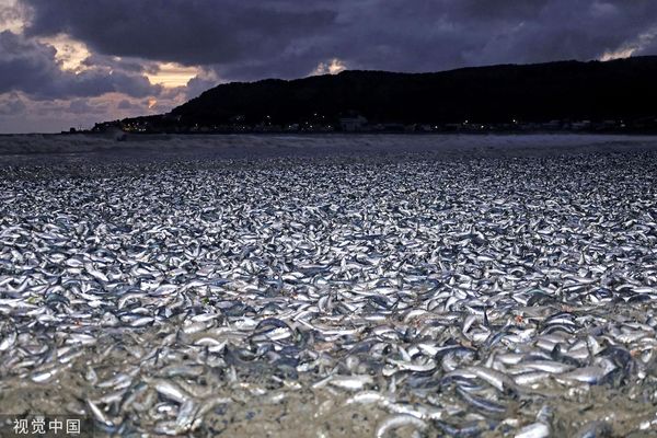 ▲▼日本北海道函館12月7日大量死亡的沙丁魚和鯖魚被沖上海灘。這些魚死亡的原因尚不清楚。（圖／CFP）