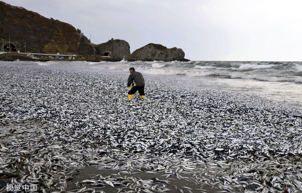 ▲▼日本北海道函館12月7日大量死亡的沙丁魚和鯖魚被沖上海灘。這些魚死亡的原因尚不清楚。（圖／CFP）