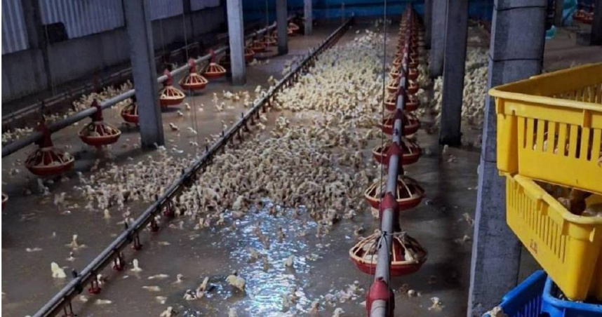 雞舍淹成游泳池！2萬隻雛雞泡水損失慘重議員怒曝「彰化還在淹」2禍源| 社會| CTWANT