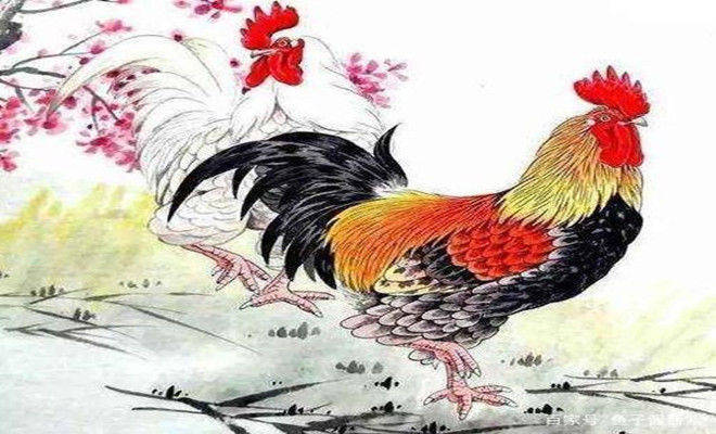 生肖鸡：知道吗？以下3天出生的属鸡人，命运最好！_手机搜狐网