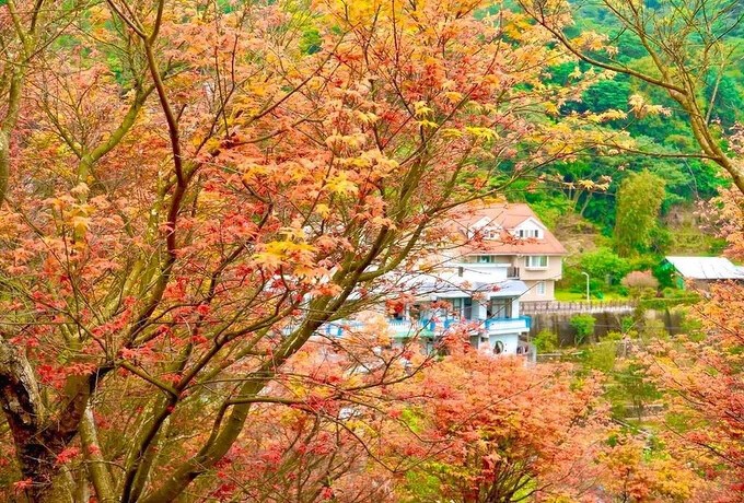 2020全台八大金黃色系賞楓景點，今年秋天一起追楓去！