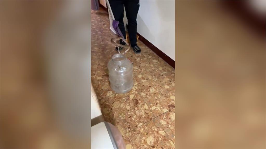 台北社子島成毒蛇島? 2天抓3隻居民好崩潰!懷疑這件事