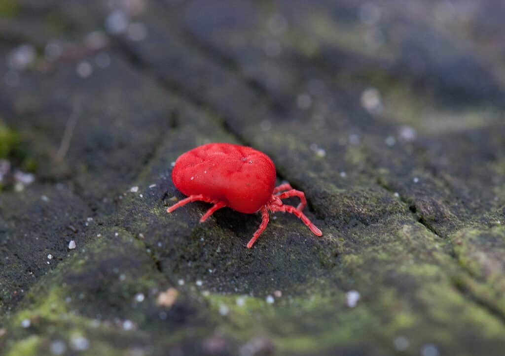 Chigger - A-Z Animals
