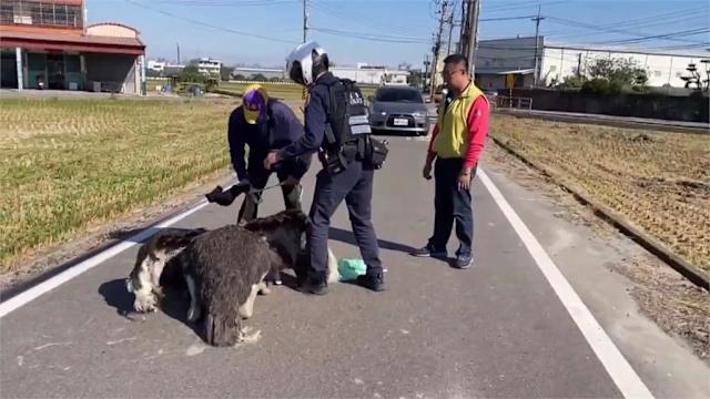 好煩!一直落跑不養了"落跑鴕鳥"12000元賣了