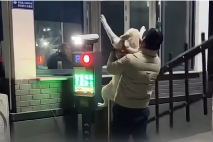 遛狗忘帶門禁卡!飼主「高舉愛犬給保全看」秒進家門:牠才是真正的屋主| 動物新鮮事| udn寵物部落