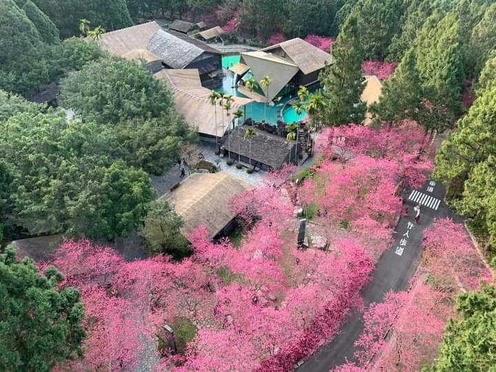 櫻花大爆發日月潭九族櫻花滿開進入最佳賞櫻期| 亞太新聞網ATA News
