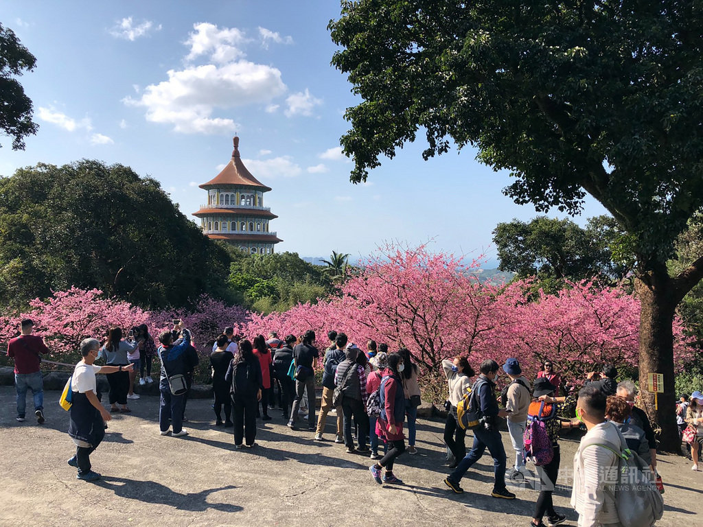 淡水天元宮湧賞櫻花人潮廟方急喊：不要再來了| 地方| 中央社CNA